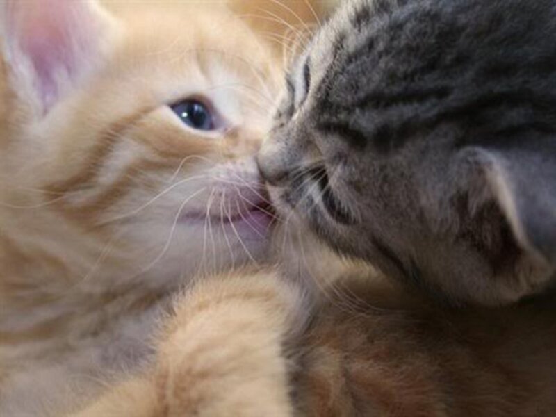Two Kittens Nuzzling — Orange, Calm, Photograph