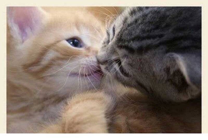 Two Kittens Nuzzling — Orange, Calm