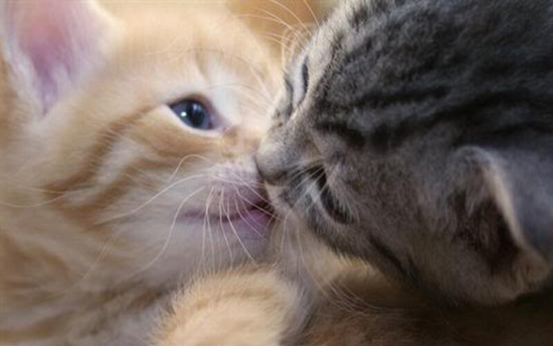 Two Kittens Nuzzling — Orange