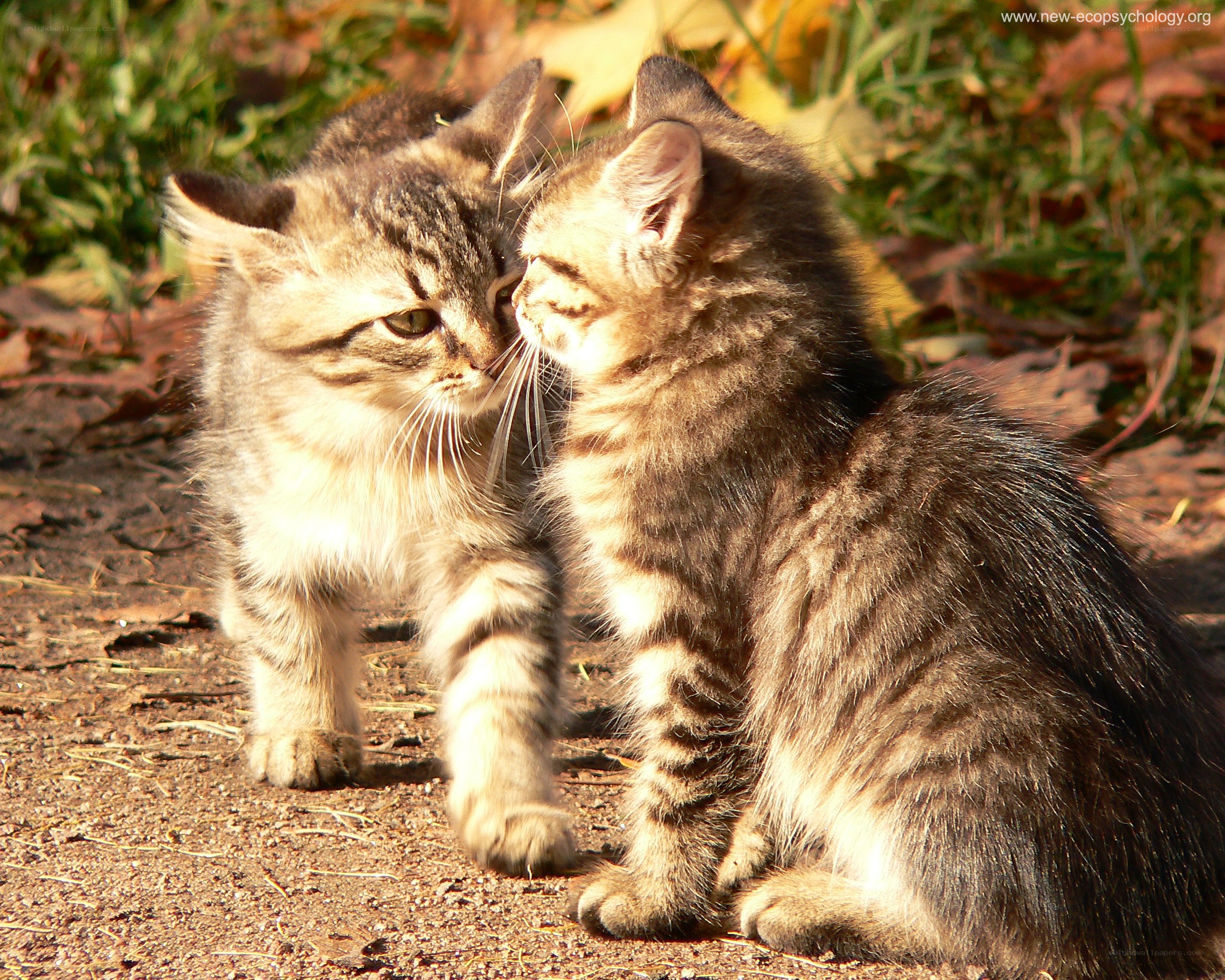 Two kittens nuzzling outdoors