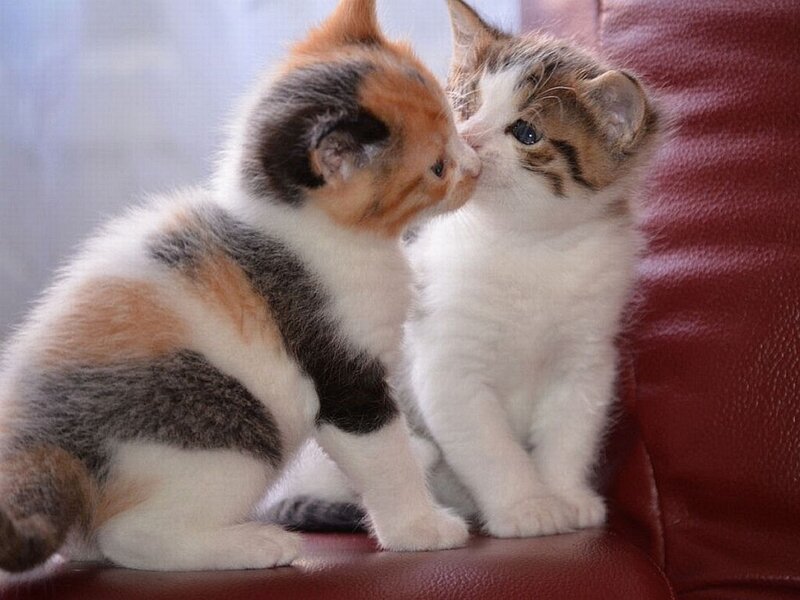 Two Kittens Nuzzling