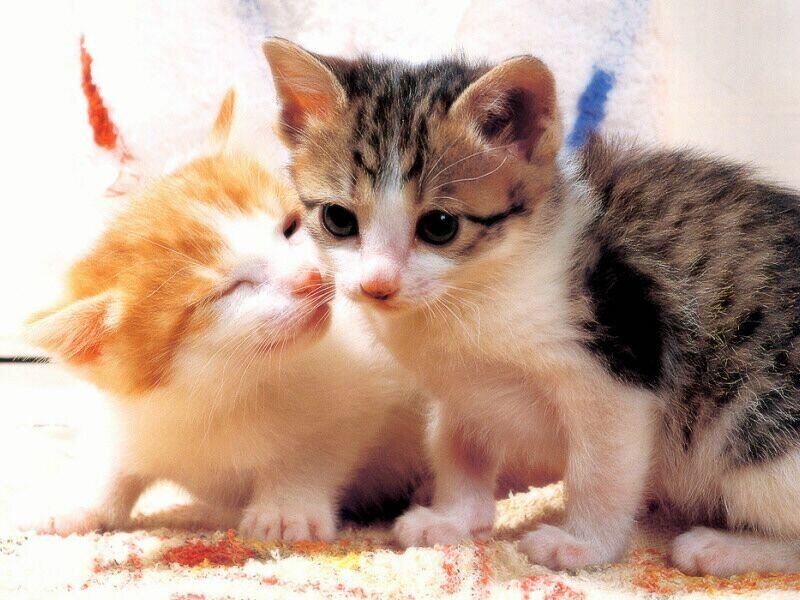 Two Kittens Nuzzling — White, Calm
