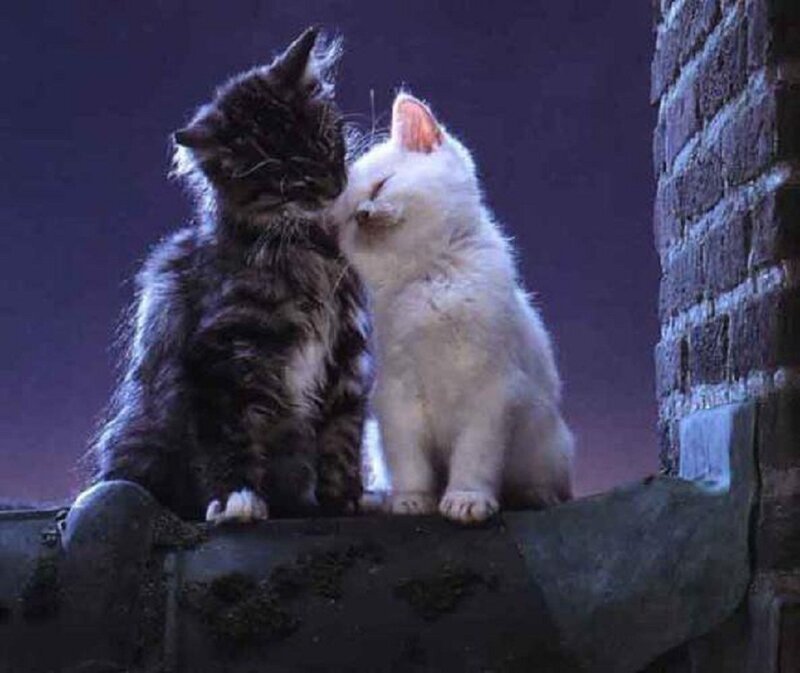 Two Kittens Nuzzling — White, Intimate