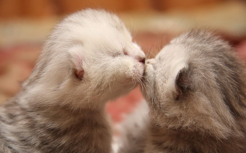 Two Kittens Nuzzling — White