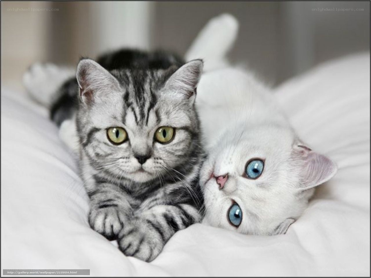 Two kittens on a bed