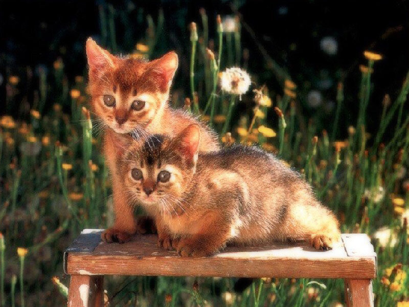 Two kittens on a bench