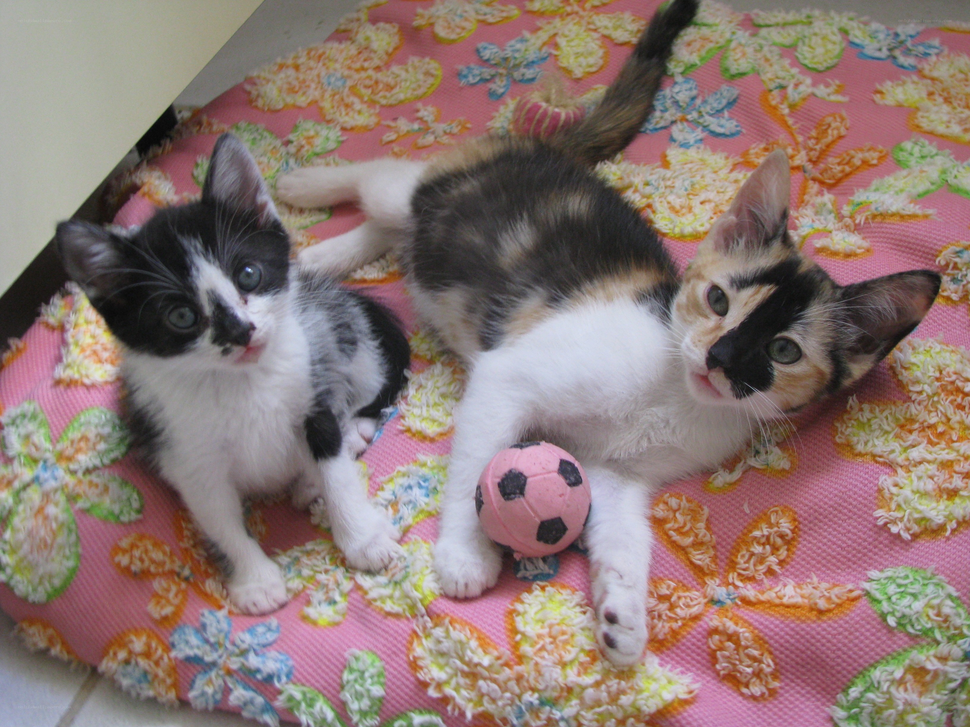 Two kittens on a blanket