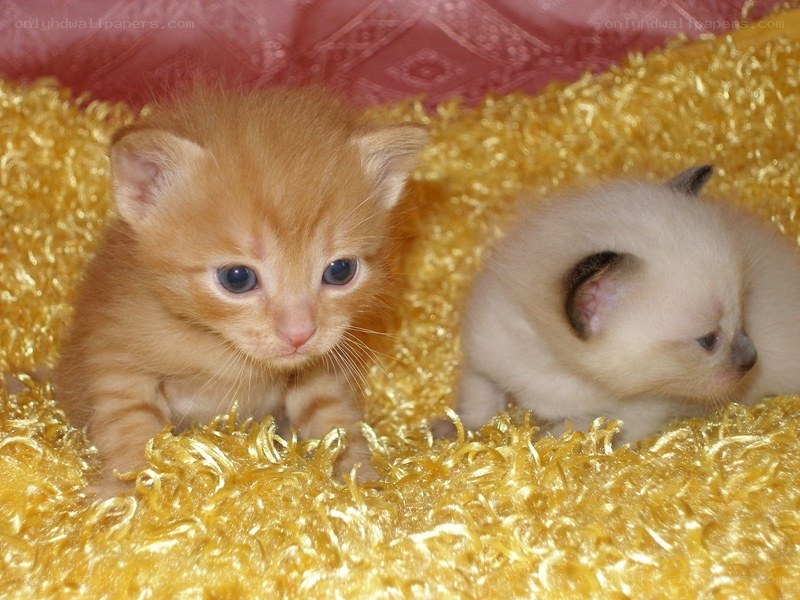 Two kittens on a blanket