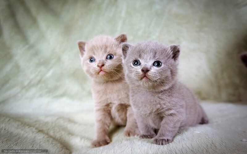 Two kittens on a blanket