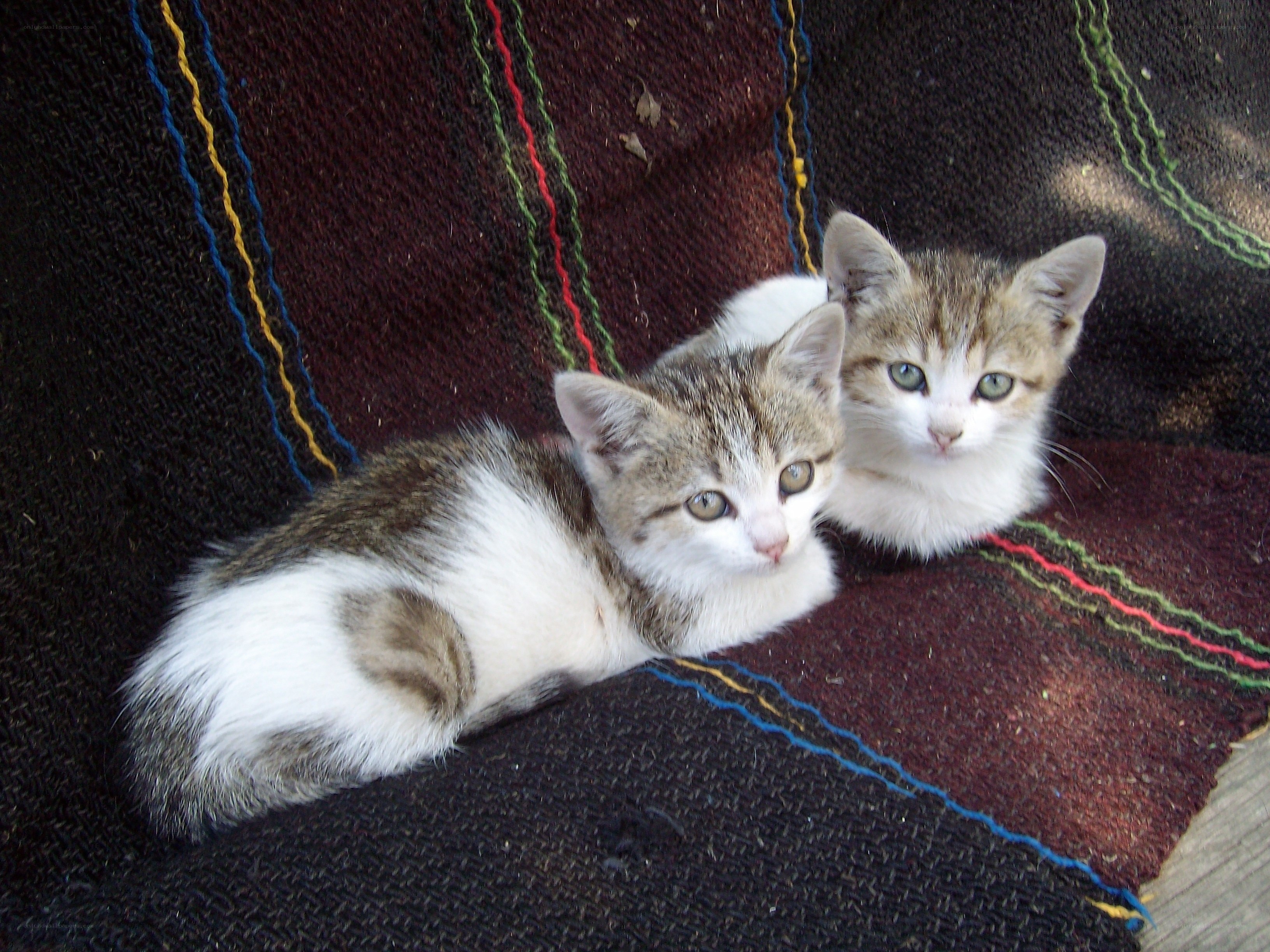 Two kittens on a blanket
