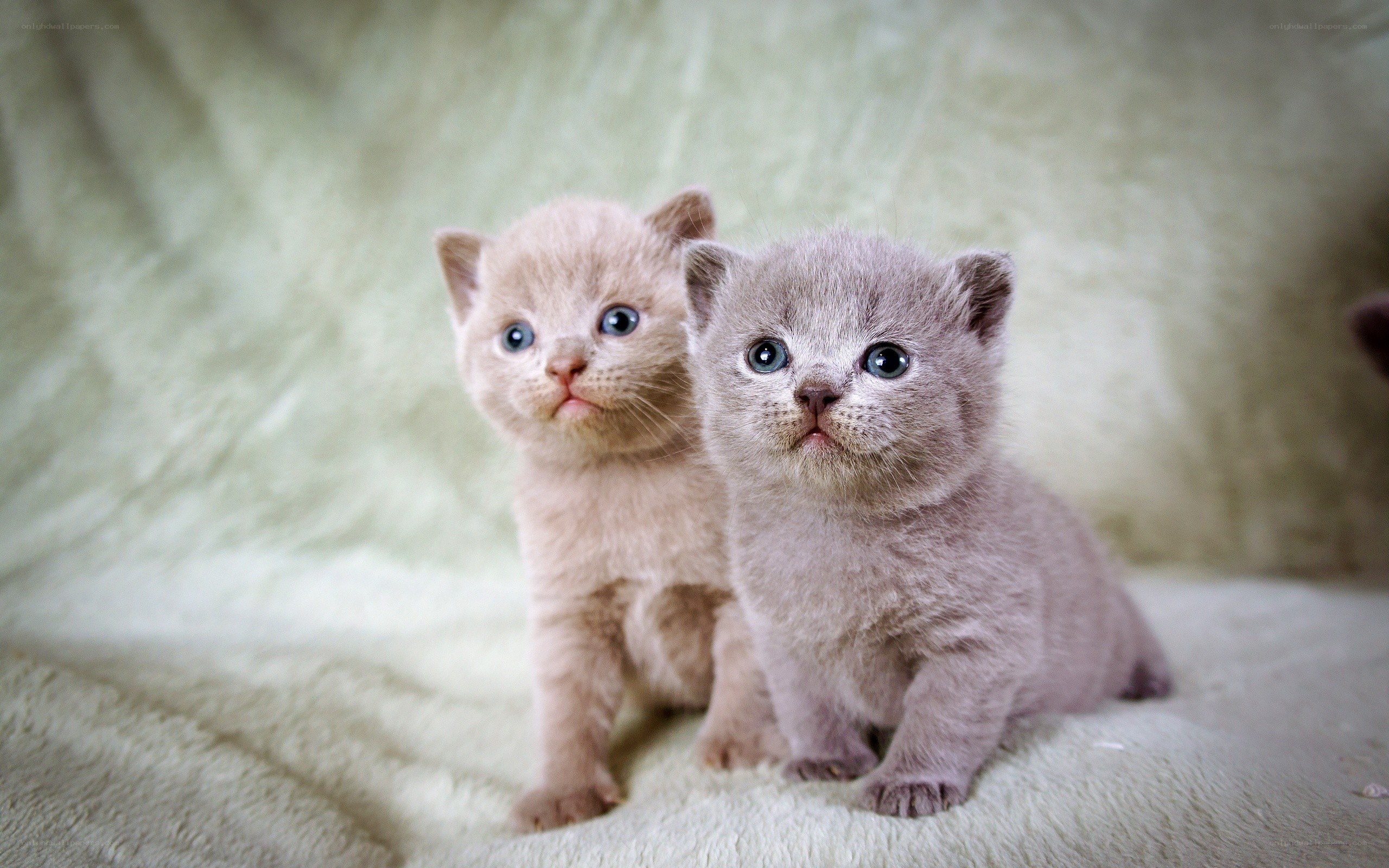 two kittens on a blanket