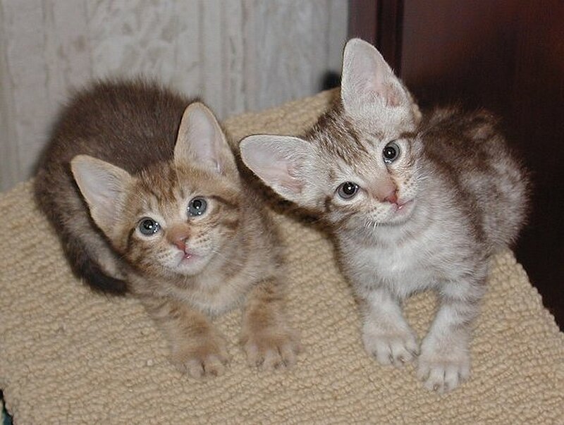 Two kittens on a blanket
