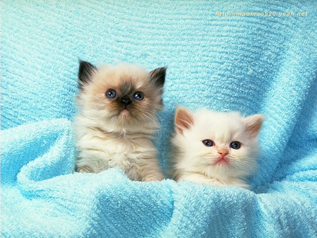 Two kittens on a blue blanket