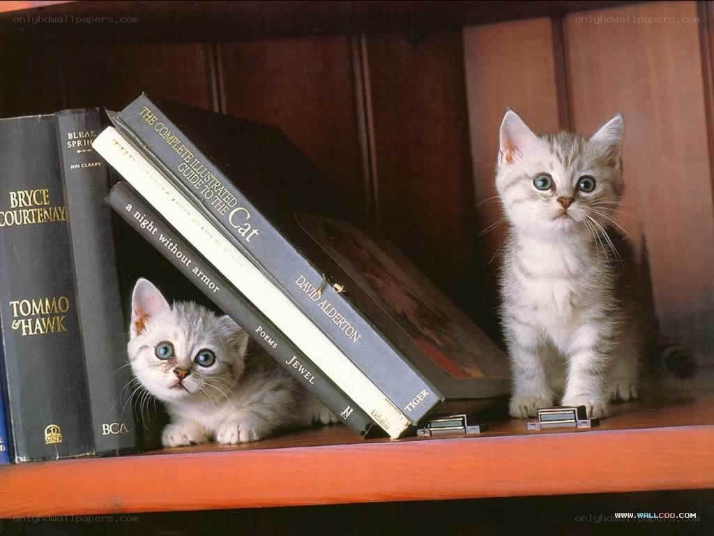 Two kittens on a bookshelf