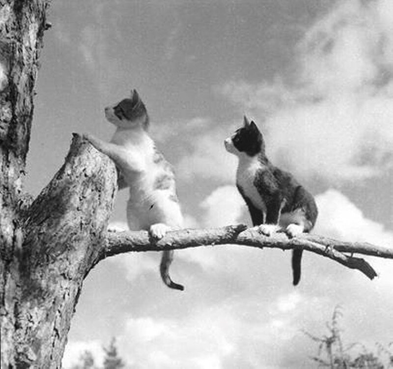 Two Kittens on a Branch — Black