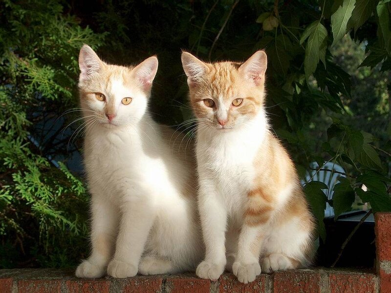 two kittens on a brick wall