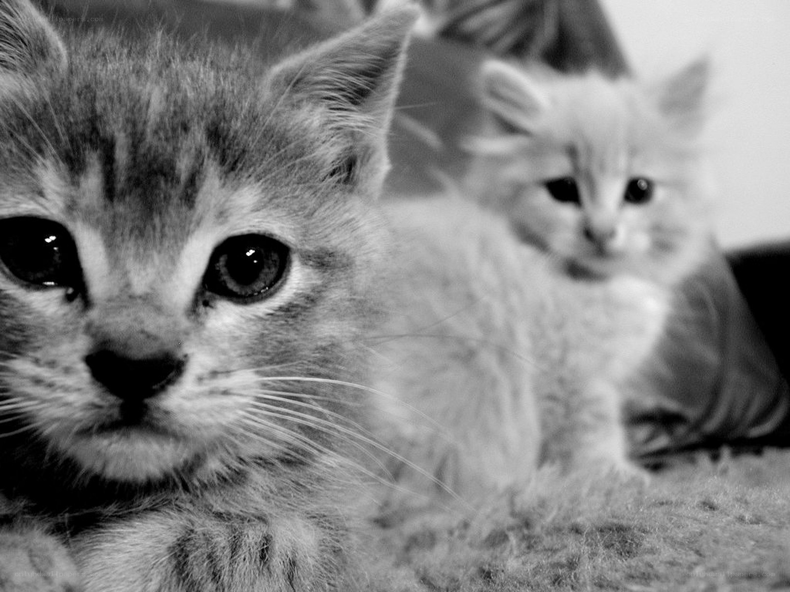 Two kittens on a carpet