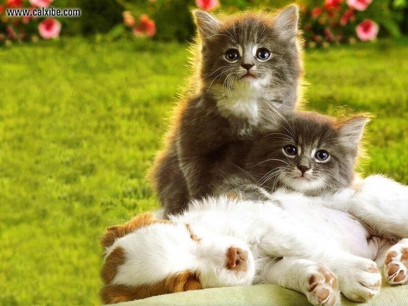 Two Kittens on a Cat