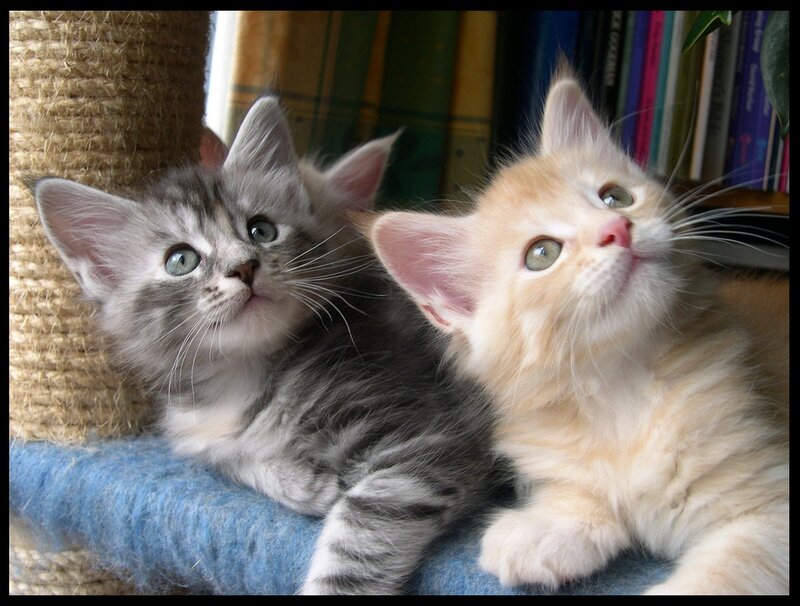 Two Kittens on a Cat Tree — Gray