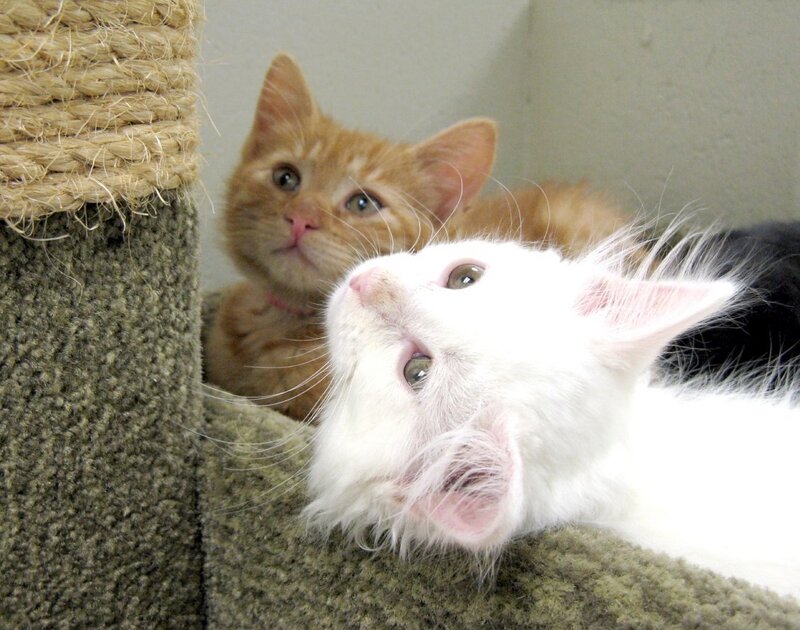 Two kittens on a cat tree