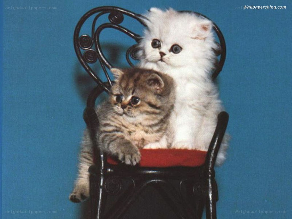 Two kittens on a chair