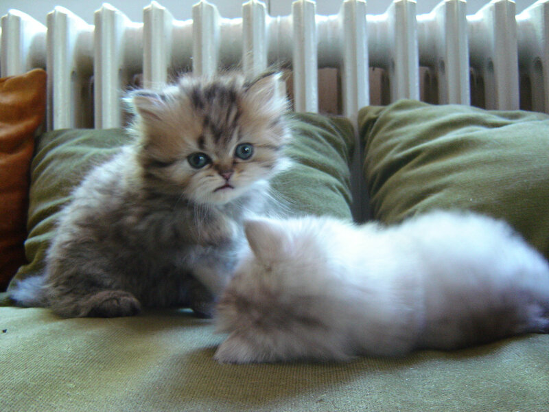 Two Kittens on a Couch