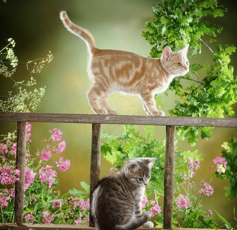 Two Kittens on a Fence — Green, Calm
