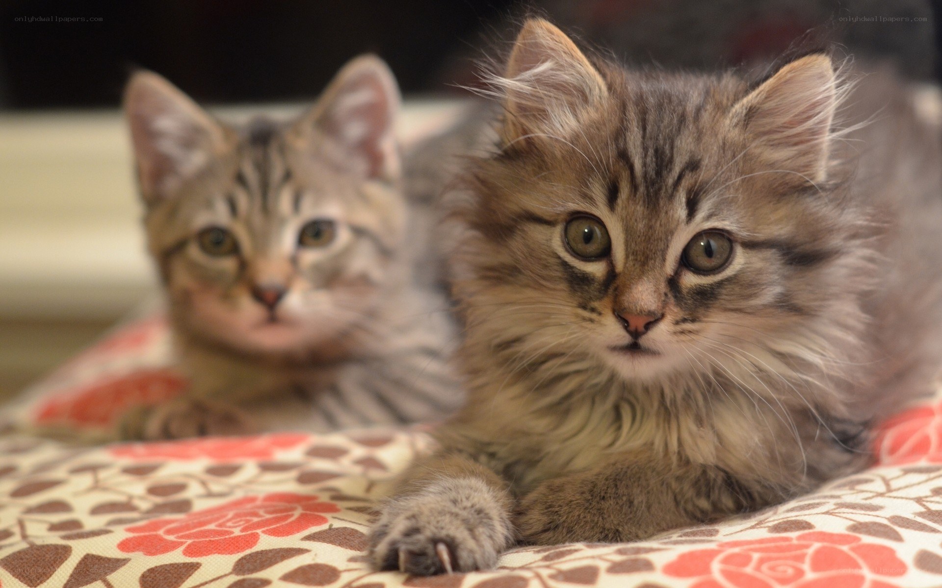 Two kittens on a floral blanket