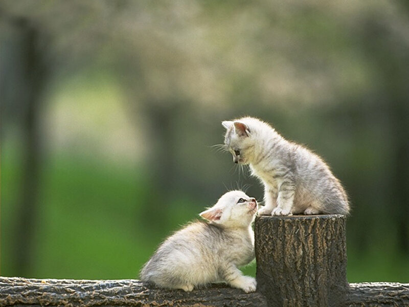 Two Kittens on a Log — Gray, Peaceful