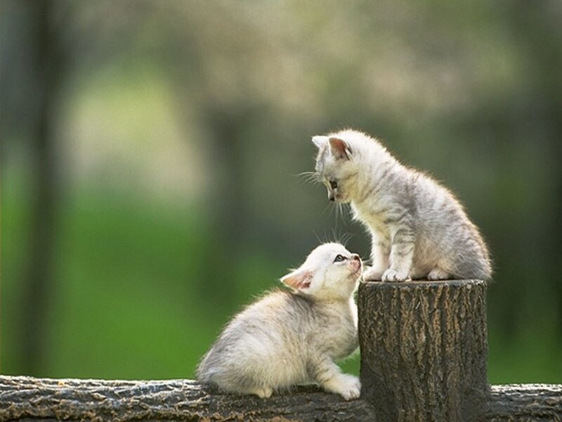 Two Kittens on a Log — Gray