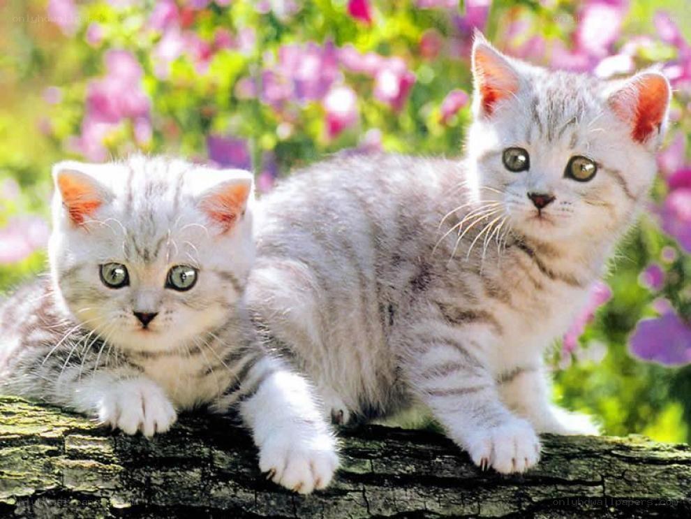 Two kittens on a log