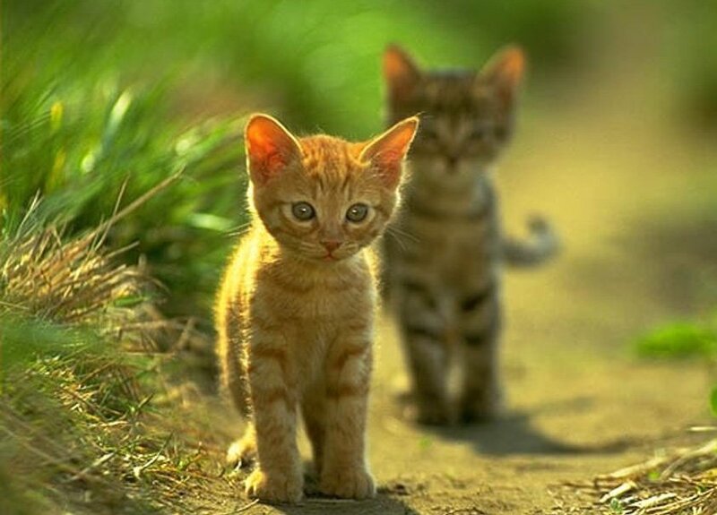 Two kittens on a path