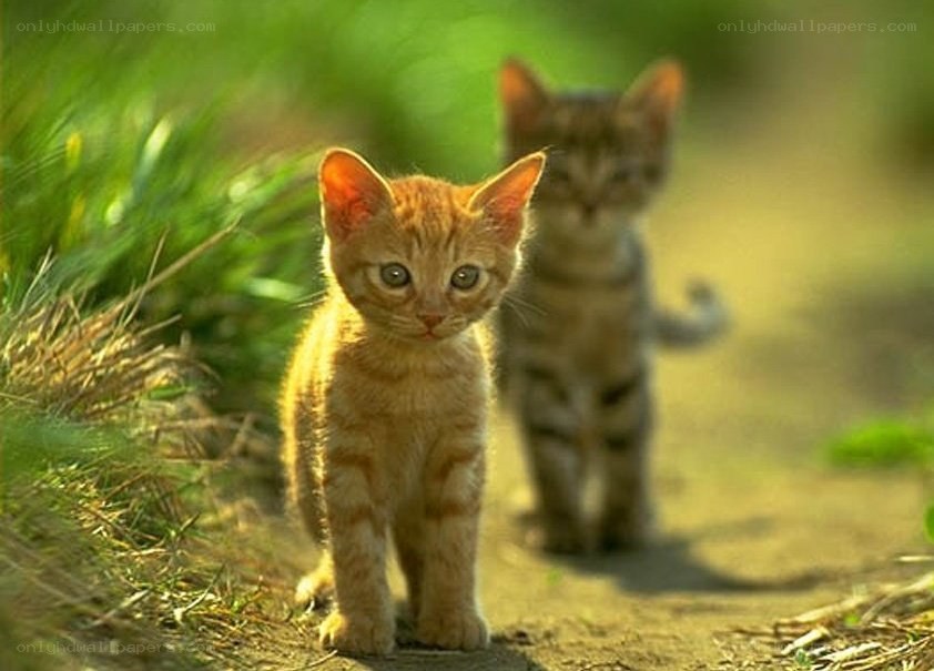 Two kittens on a path