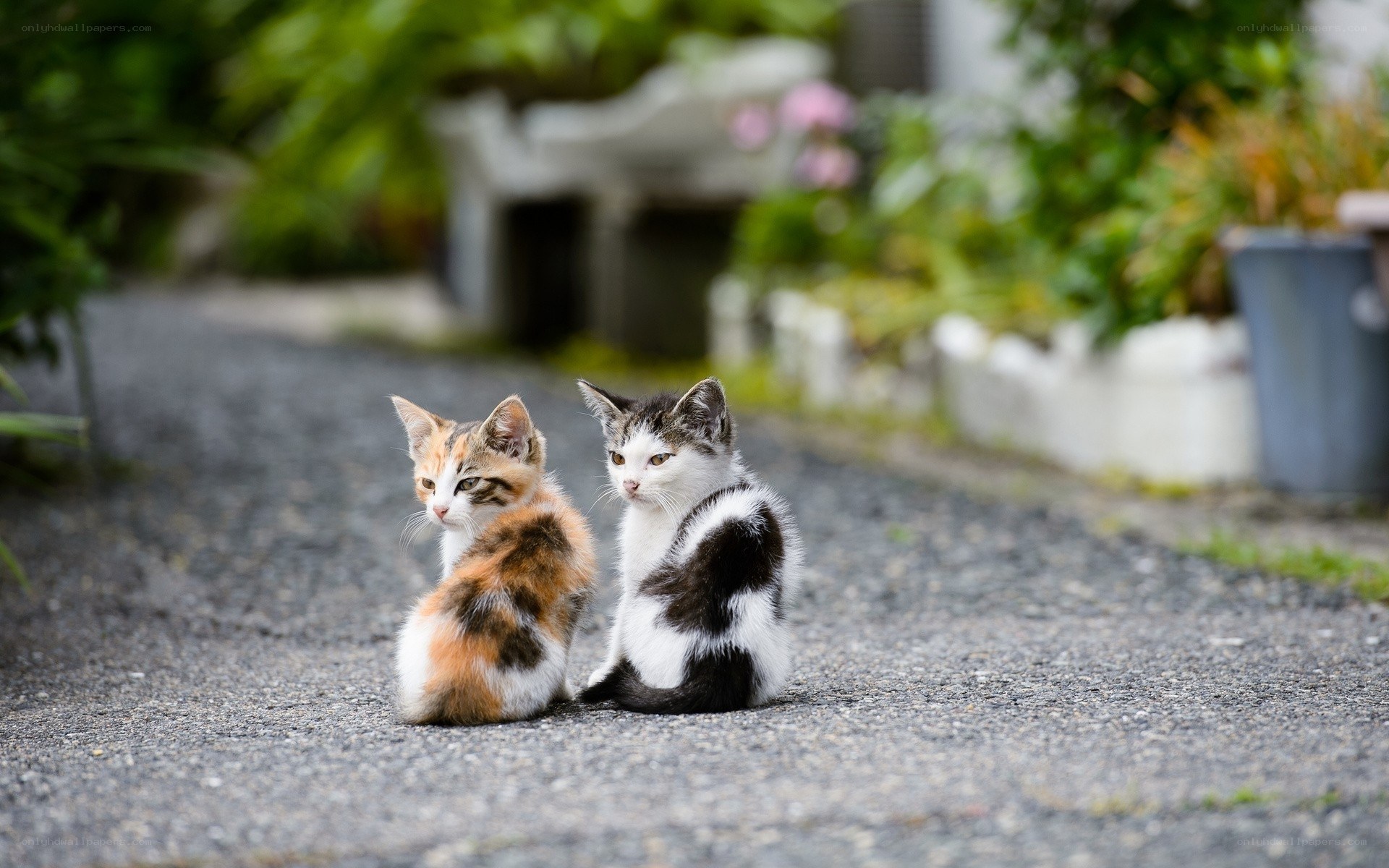 Two kittens on a path