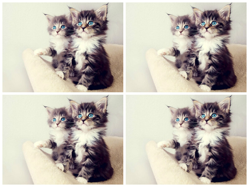 Two Kittens on a Perch — Gray