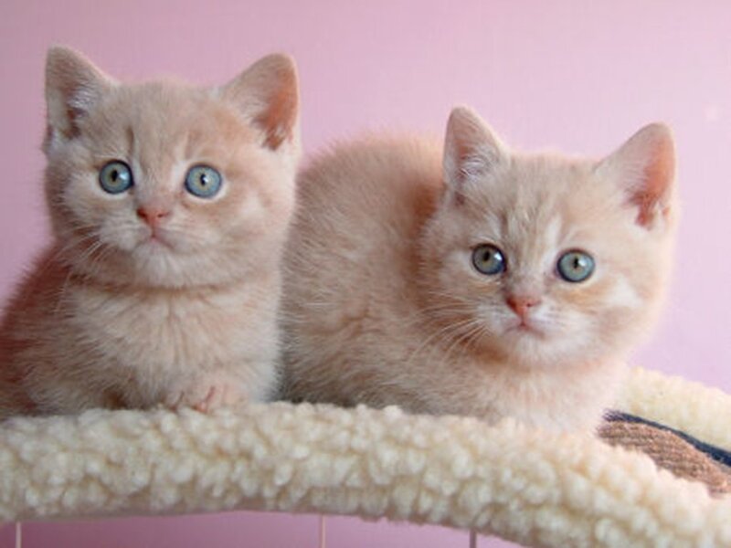 two kittens on a perch