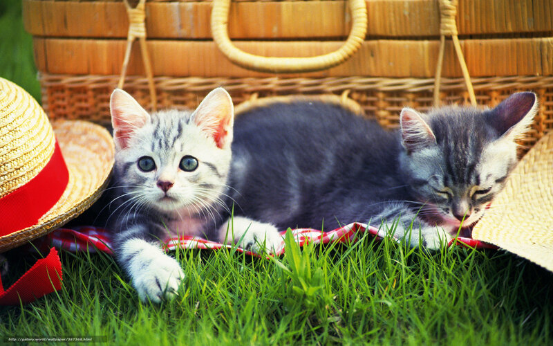 Two kittens on a picnic blanket