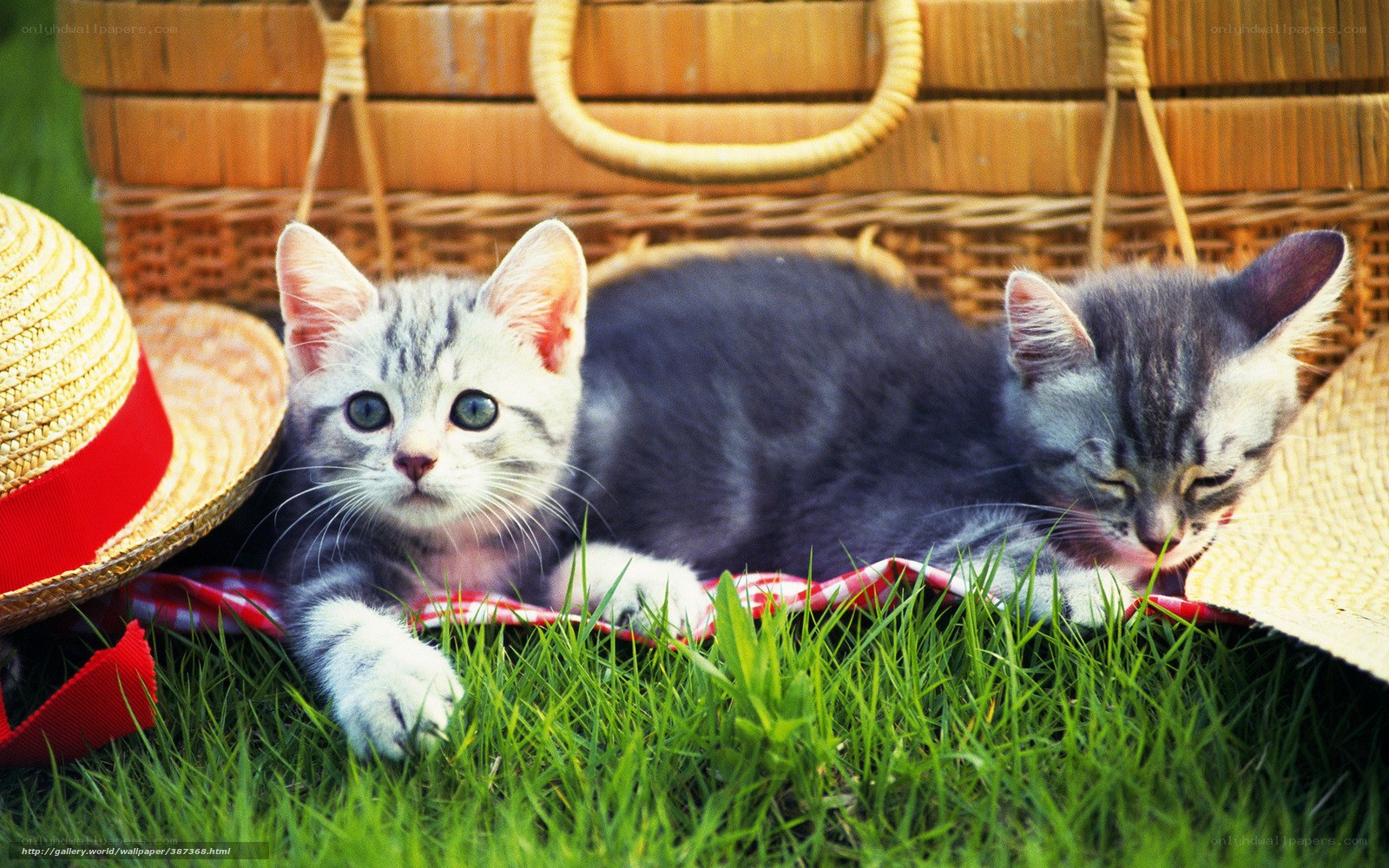 Two kittens on a picnic blanket
