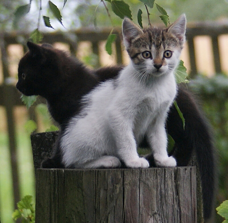Two Kittens on a Post