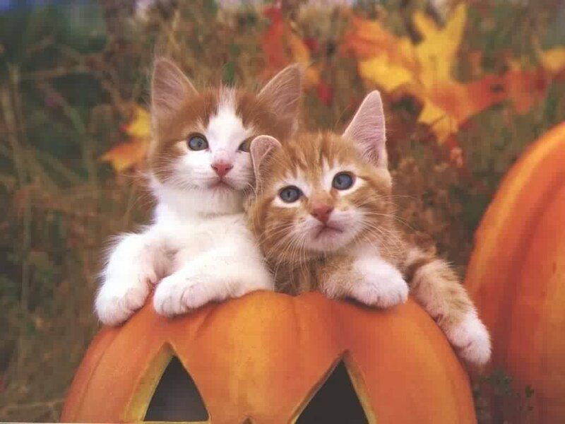 Two kittens on a pumpkin