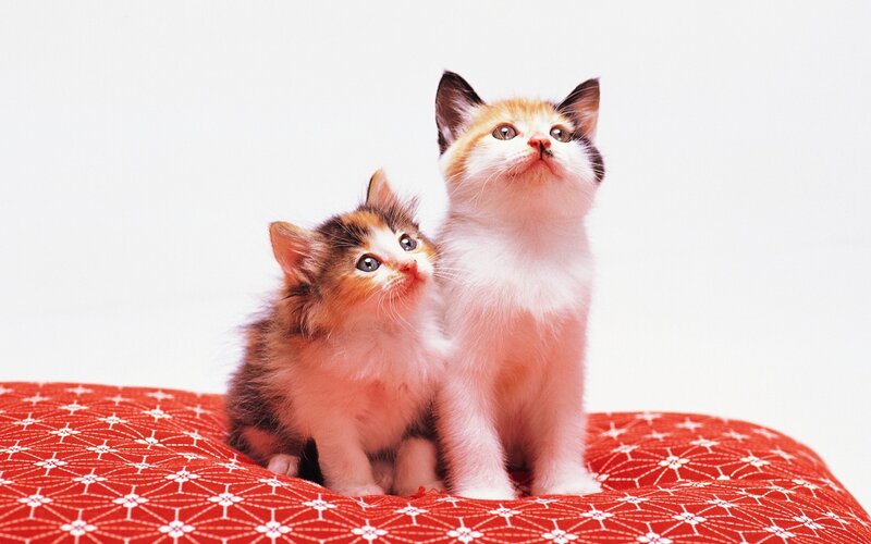 Two kittens on a red cushion
