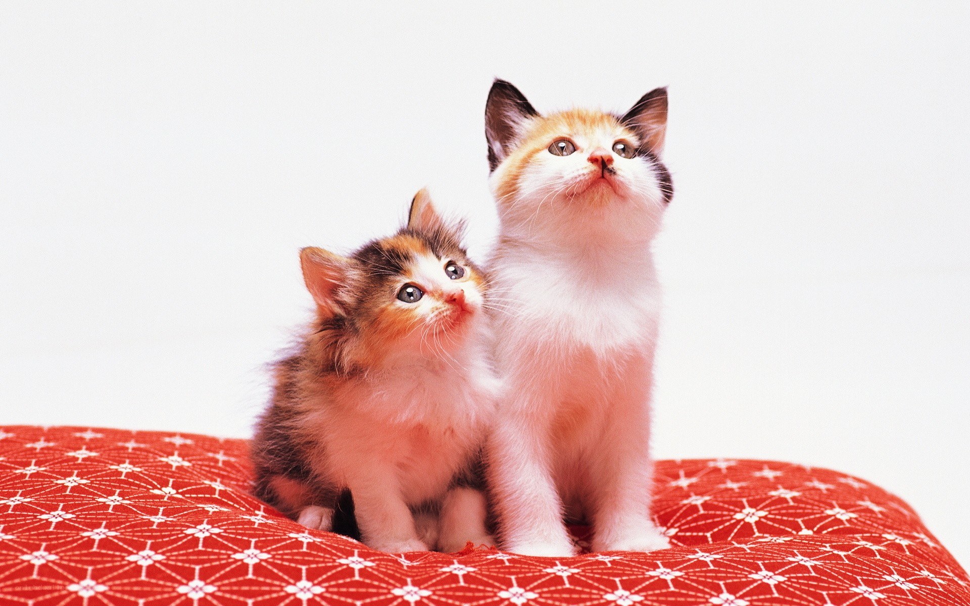 Two kittens on a red cushion