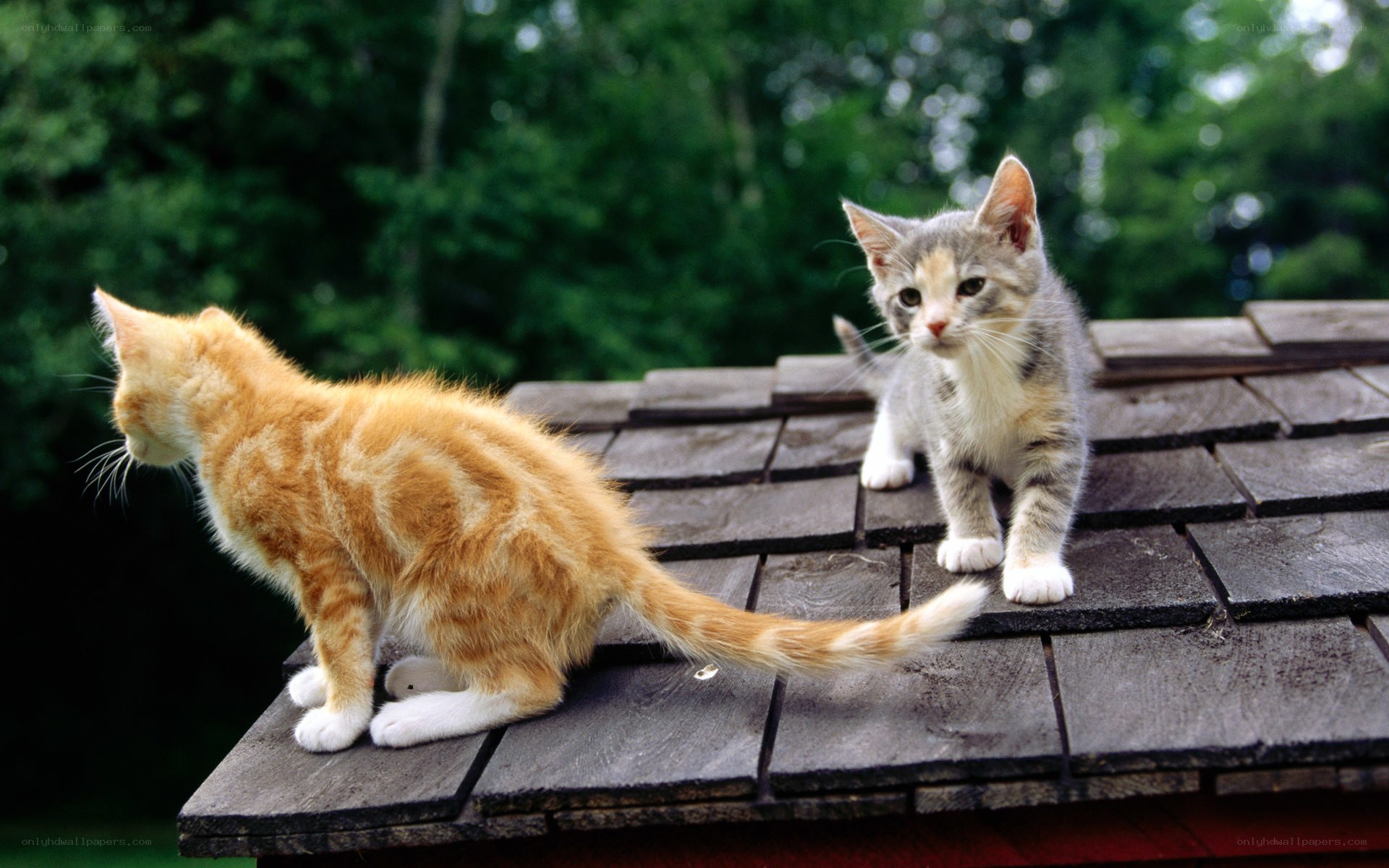 Two kittens on a roof