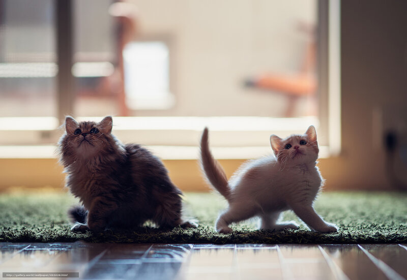 Two kittens on a rug