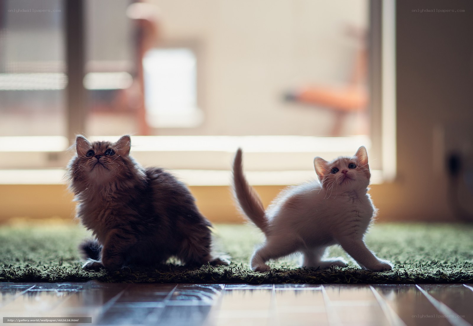 Two kittens on a rug