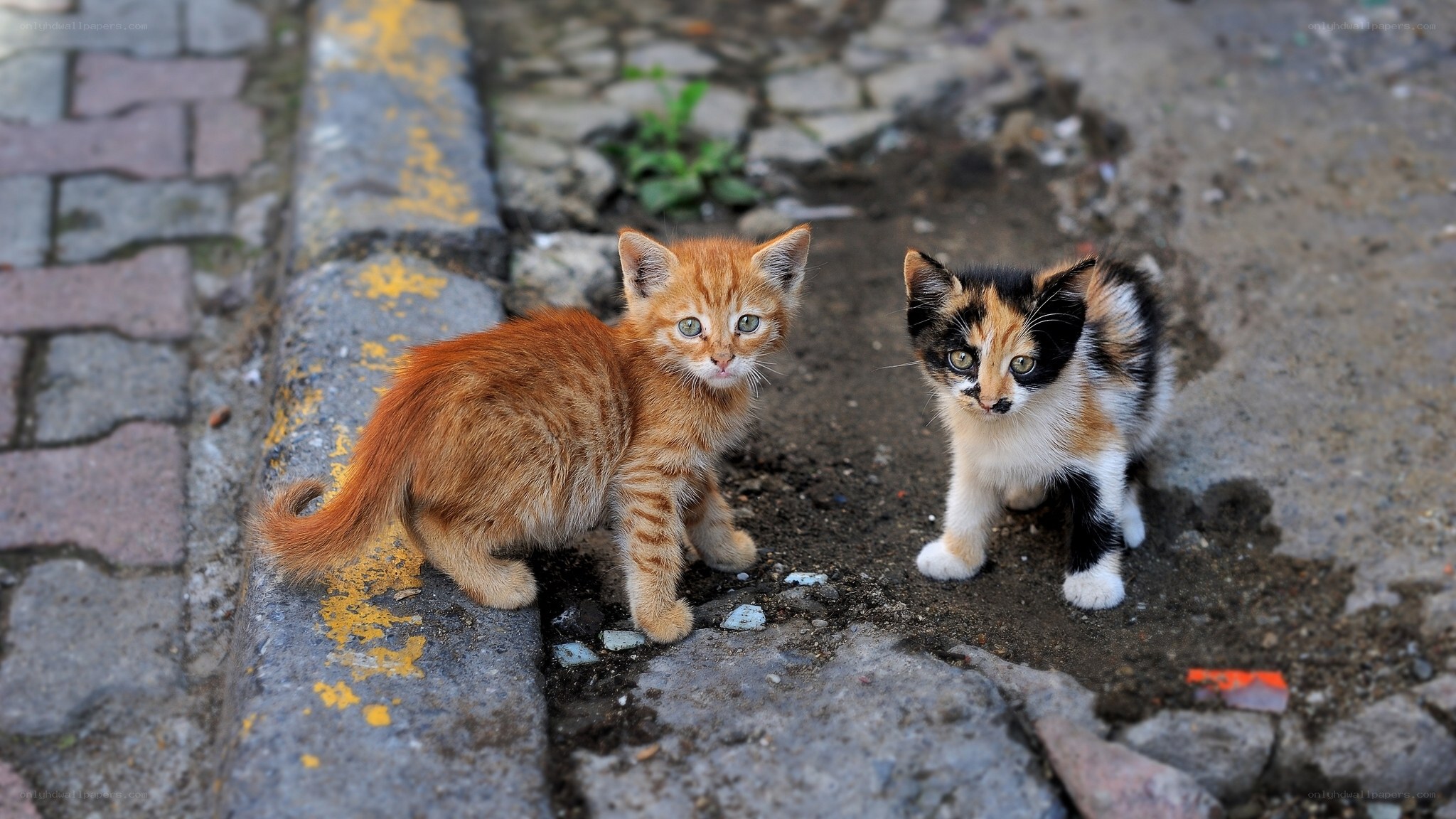 Two kittens on a sidewalk