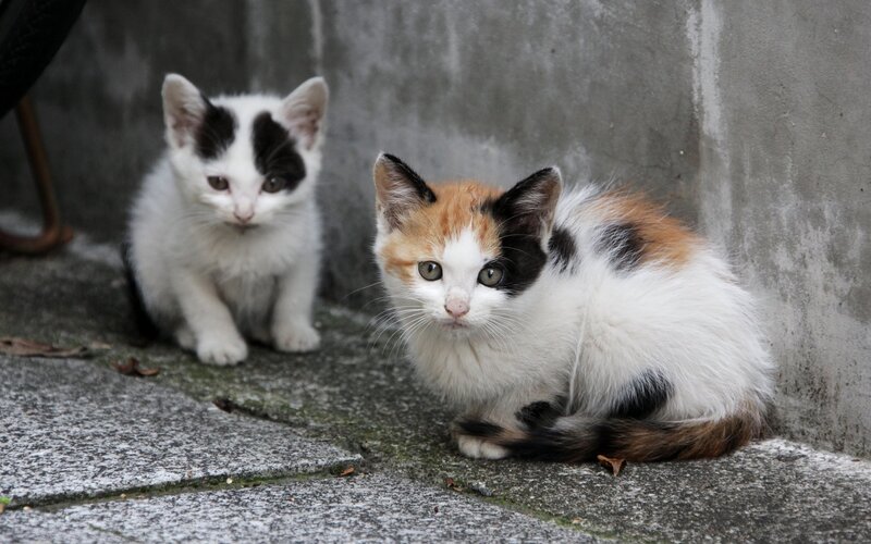 Two kittens on a sidewalk