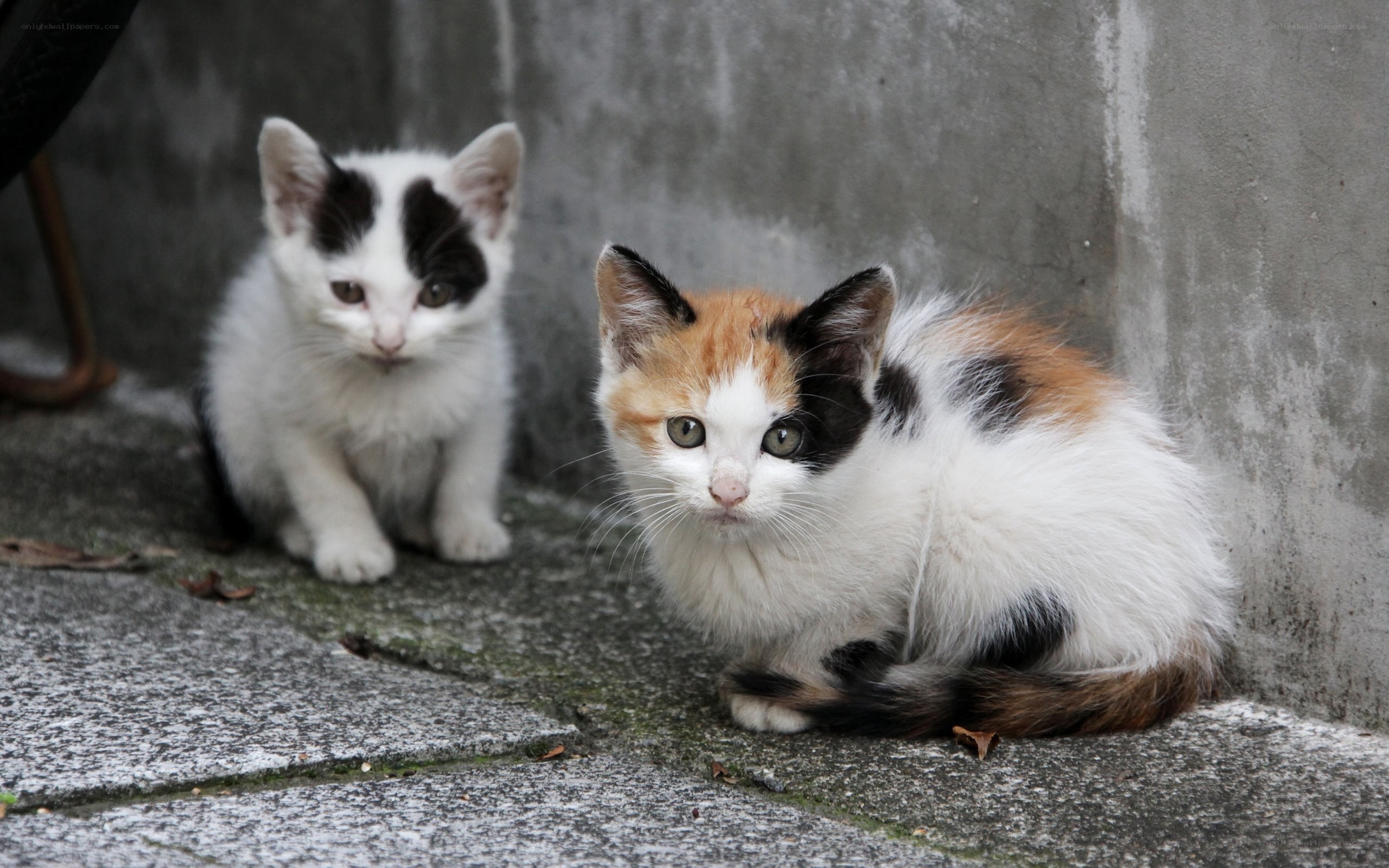 Two kittens on a sidewalk