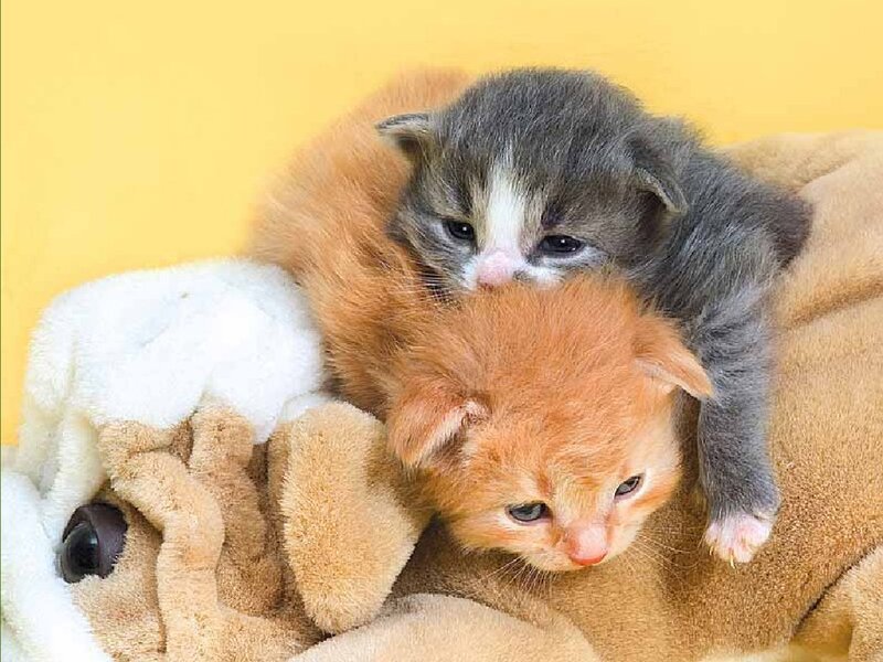 Two kittens on a stuffed animal