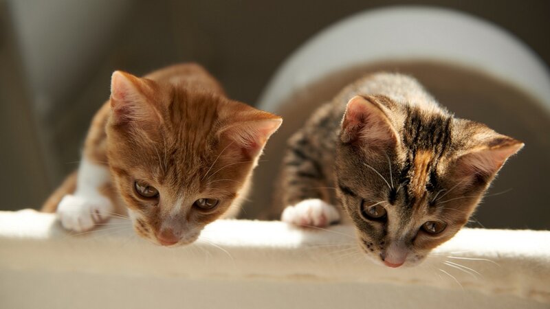 Two Kittens on a Surface — Brown, Curious